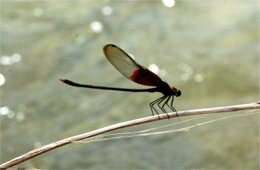 Hetaerina americana - American Rubyspot Damselfly